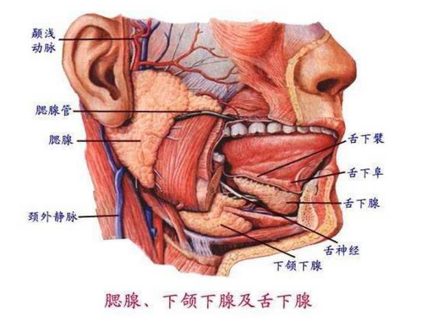 口腔解剖图谱