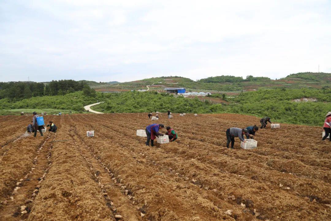 图为:种植户正开展规模化生姜种植