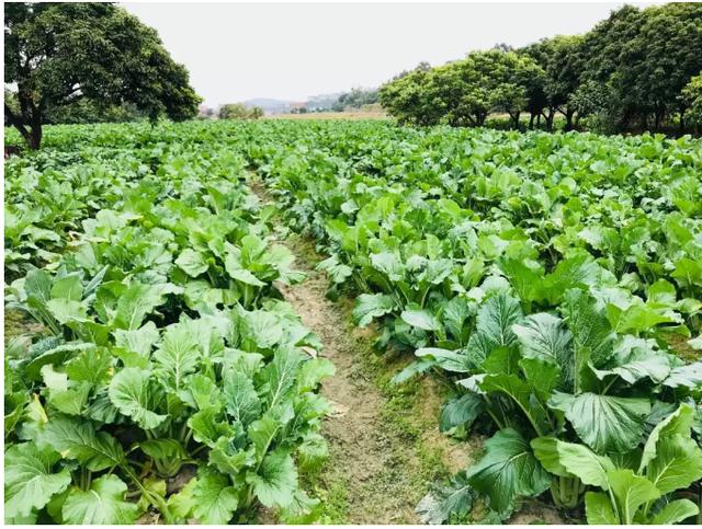 增城迟菜心:菜心界的"大长腿"