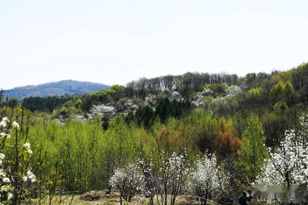 长春莲花山百年梨园已到花期