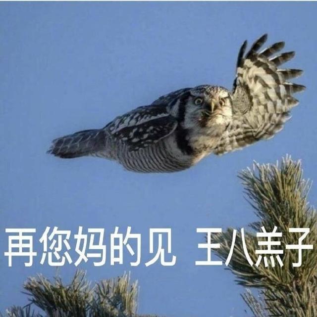 再见,王八羔子