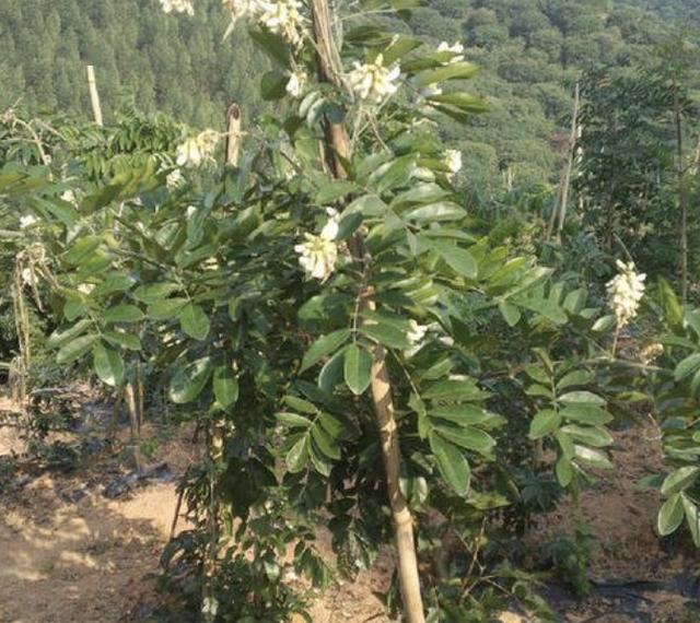 山沟里的1种"野草",以往称它为"牛大力",根茎发达,值钱