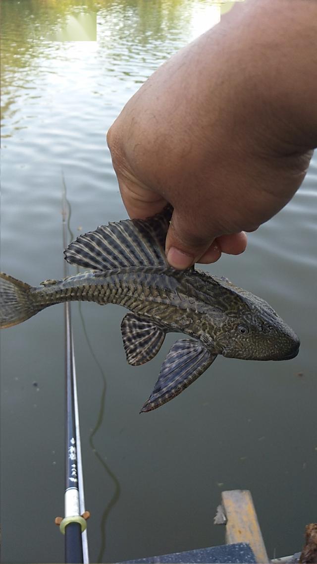 鱼惊什么成语_成语什么鱼(3)