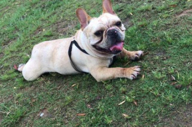 训练法斗犬时,宠主要掌握正确的做法,不然只会适得其反!