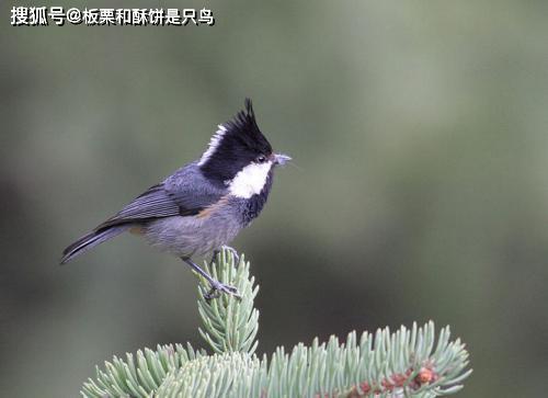 北方著名观赏鸟贝子通过贝子鸟的饲养了解一下鸟水嘴到底是啥