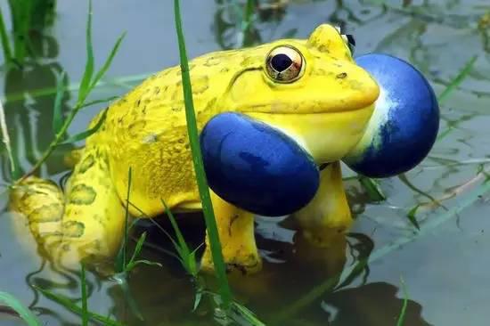 世界上最慎人的十种青蛙,真是大开眼界!