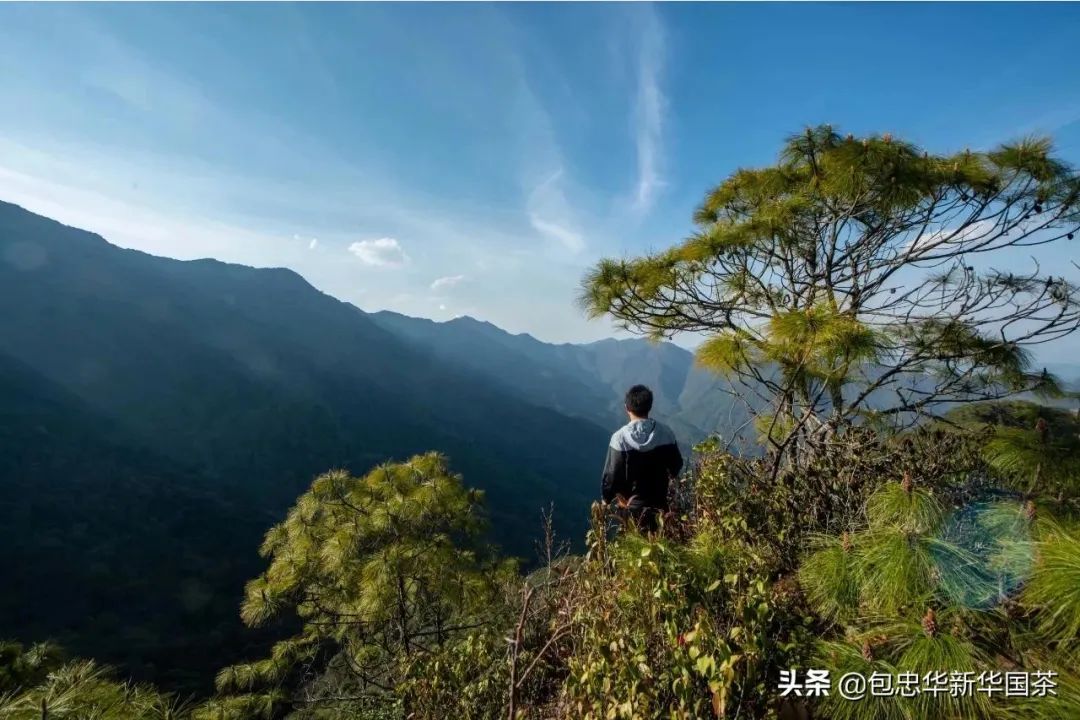 被遗忘的罗东山万亩野生茶树群落