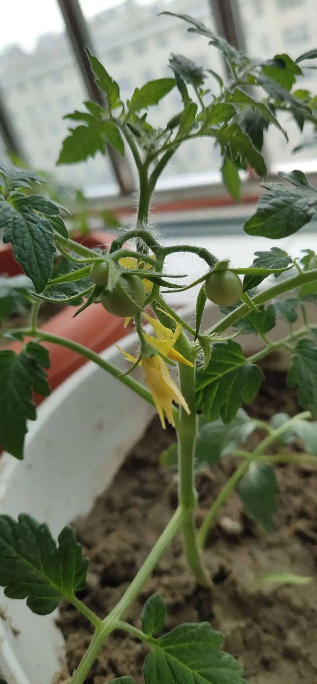 番茄浇水,观察,记录一分耕耘一分收获春光中的番茄小苗在长大阳光下的