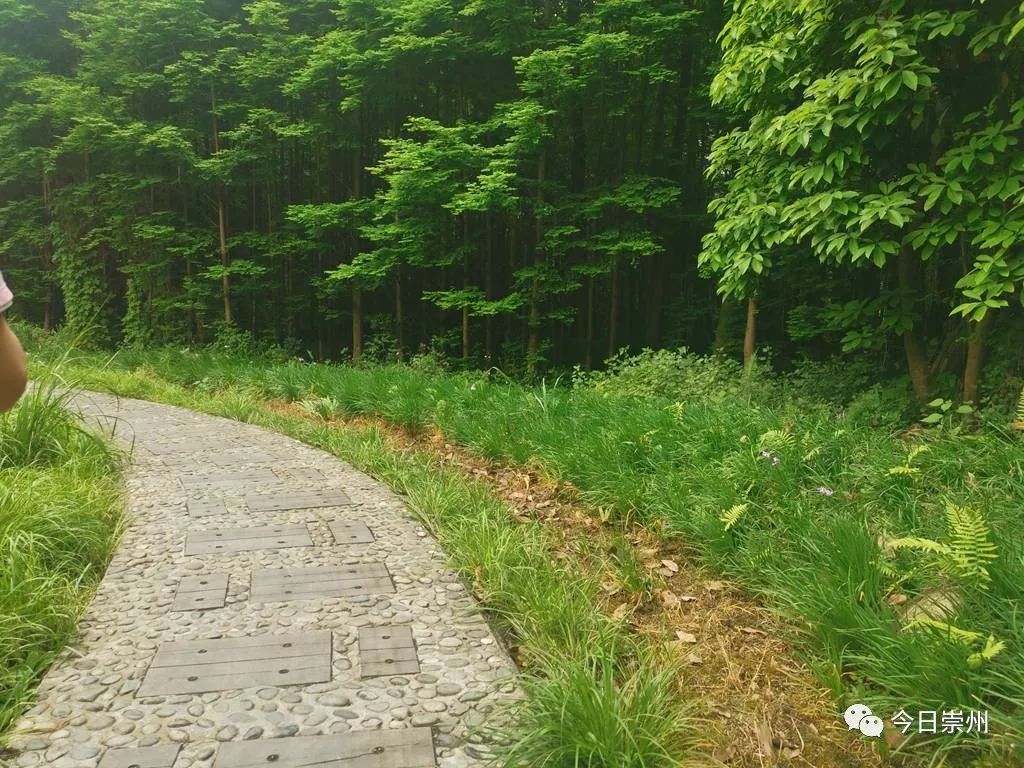 约!崇州又一湿地可以体验林盘绿意
