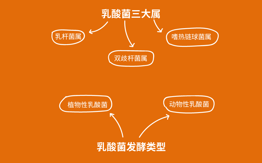 肽素生物分享你不知道的乳酸菌对身体如此重要