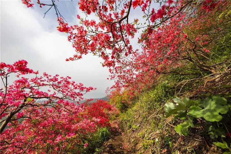 摸云山映山红:大别山最后一抹春色