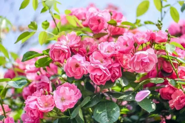 三色堇第一季全集无删减版 27d4659ccf6d4dbc8e98bc3fb7aff683.jpeg