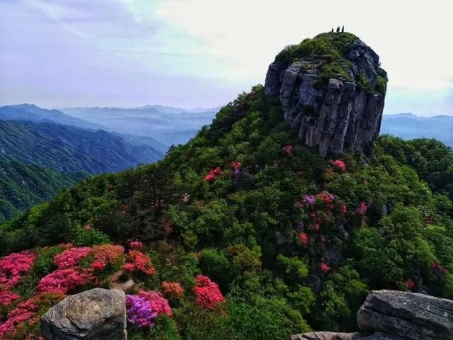 湖北英山县一大型樱花园火热