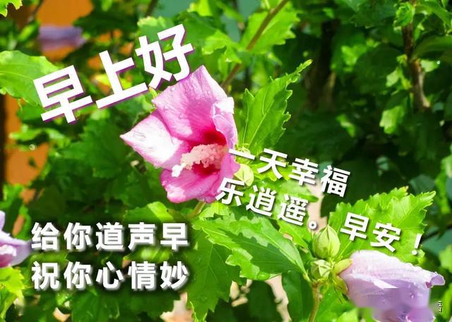 夏天最新好看早上好鲜花图片表情 五月精美的早上好图片大全