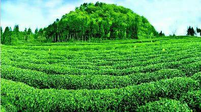 海拔在1100米左右云顶茶乡景区位于南江县南部云顶山景区"最佳森林