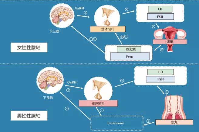 两性的下丘脑-垂体-性腺轴调控网络 临床意义