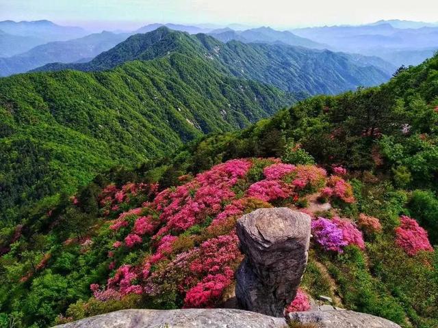 湖北英山县一大型樱花园火热