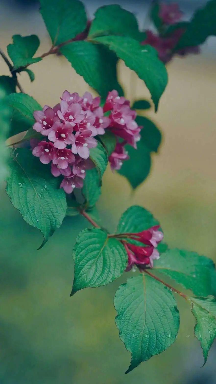 五月的花海简谱_五月的沙枣花简谱