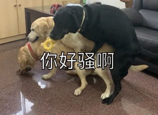 工作犬退休后都在干嘛？真相有点辣眼睛