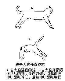 原创猫狗癫痫抽搐怎么办