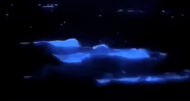 连江如蓝色星沙般的蓝眼泪刷爆朋友圈约不约