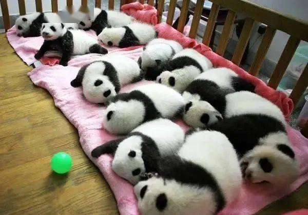 这些熟睡的熊猫幼崽.