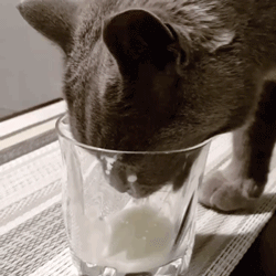 猫：为了尝这口琼浆玉液，老子脸都不要啦！