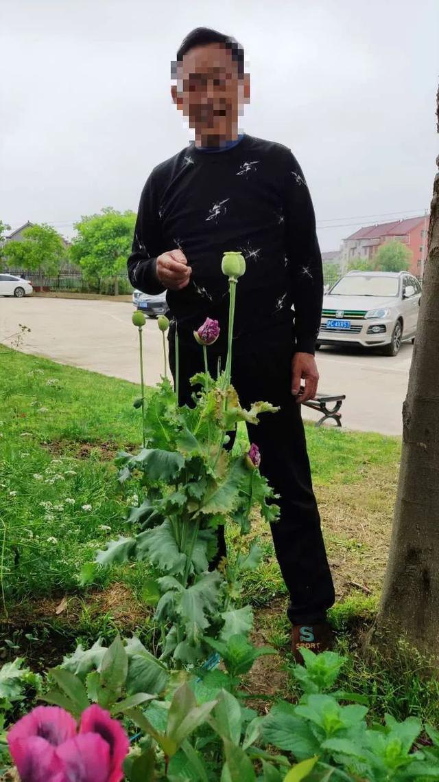 罂粟花能治咳嗽胡扯
