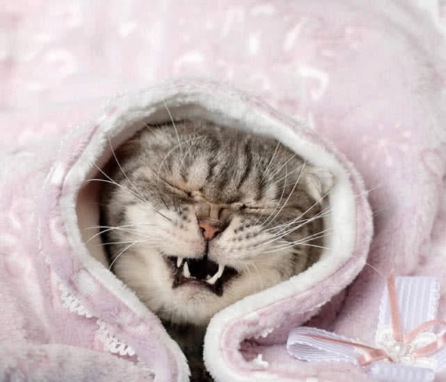 主人给猫新添了床被子,猫咪躺在窝里不肯起床,小表情太真实了