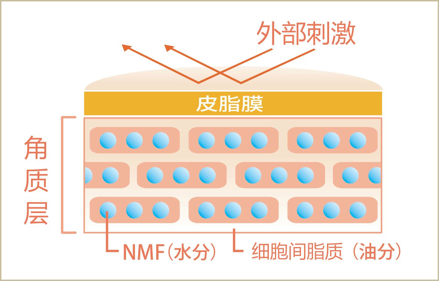 皮肤管理——红血丝,角质层薄怎么修复?