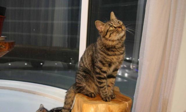 猫咪怎么才能好好相处 7927418a342c462c94aee06c36b0985a.jpeg