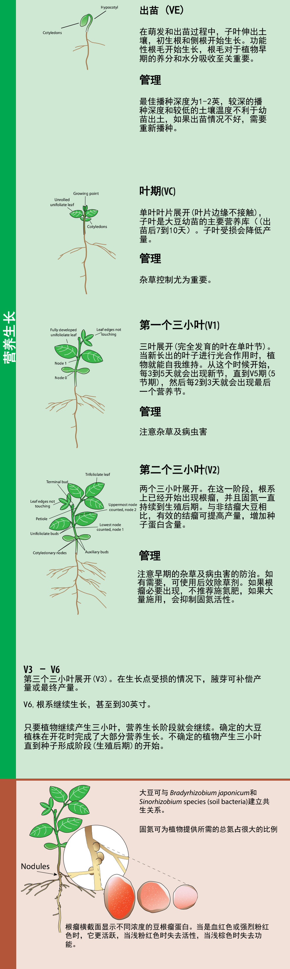 大豆的一生