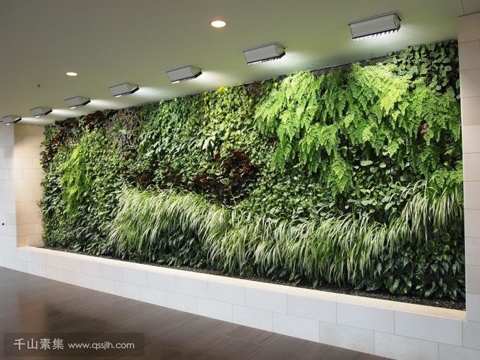 室内绿化墙植物墙,设计和经典图片案例分享