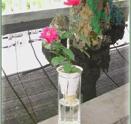 水培月季能开花吗?需要注意什么?