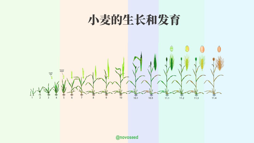 小麦生长发育图-中文版,由小麦研究联盟翻译自堪萨斯州立大学农学院