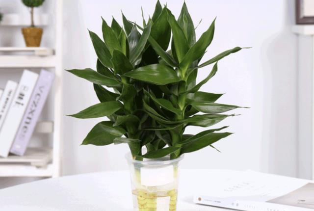 富贵竹几天换一次水呢 874d67bc606e44799d792be5c39bf3de.jpeg