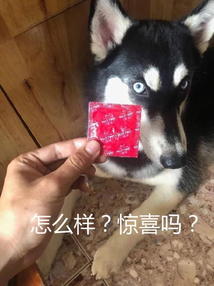 你家狗拆过最贵的东西是什么？