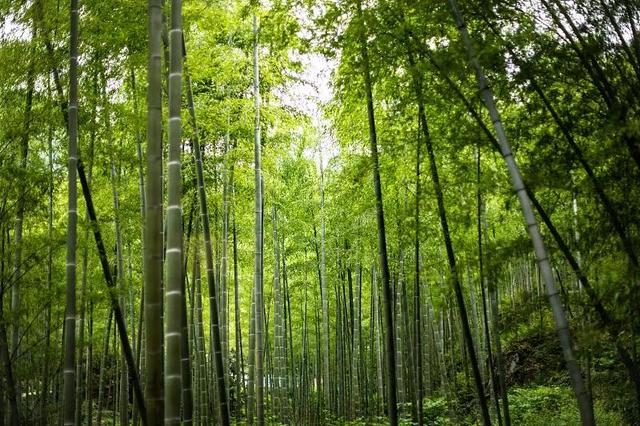 安吉中国大竹海——中国东南部最大的竹文化生态休闲旅游区.