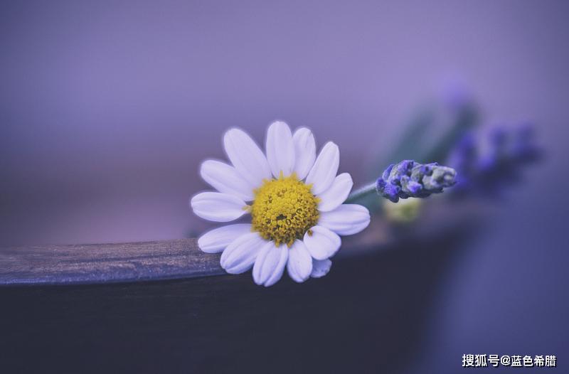 原创 花卉摄影,美丽清新,代表纯洁的小雏菊怎么拍?3个拍摄思路