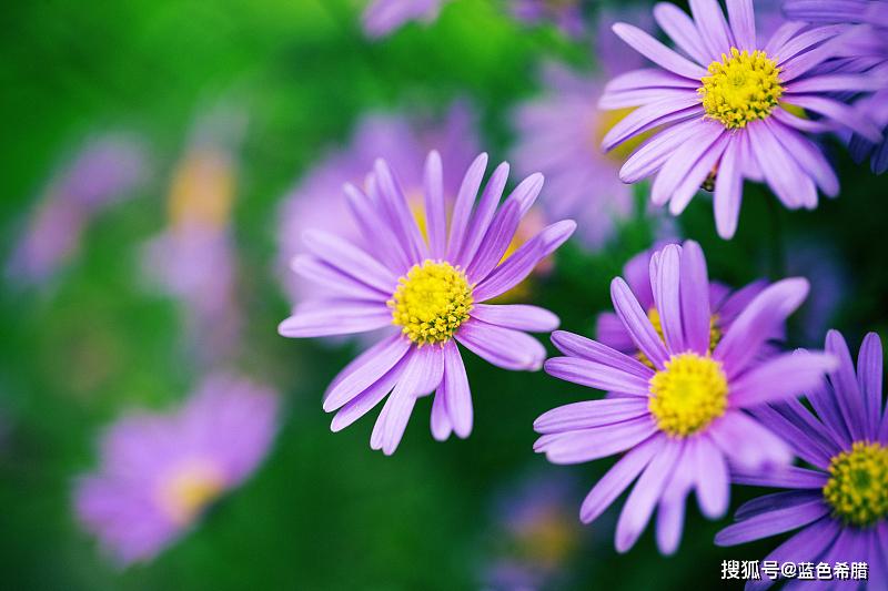 原创 花卉摄影,美丽清新,代表纯洁的小雏菊怎么拍?3个拍摄思路