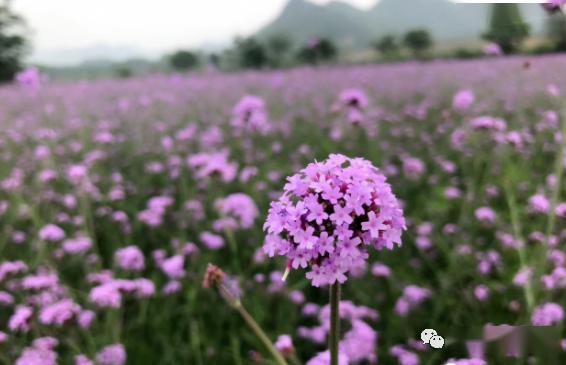 马鞭草花语