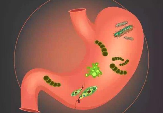 幽门螺杆菌最怕3种菜!保护胃黏膜,改善肠胃功能,彻底摆脱胃病