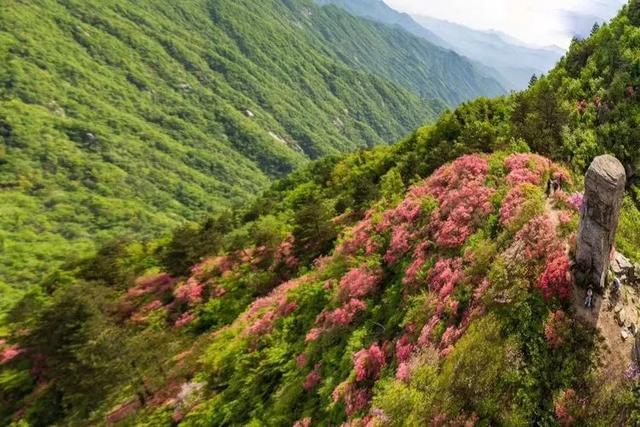 湖北英山县一大型樱花园火热