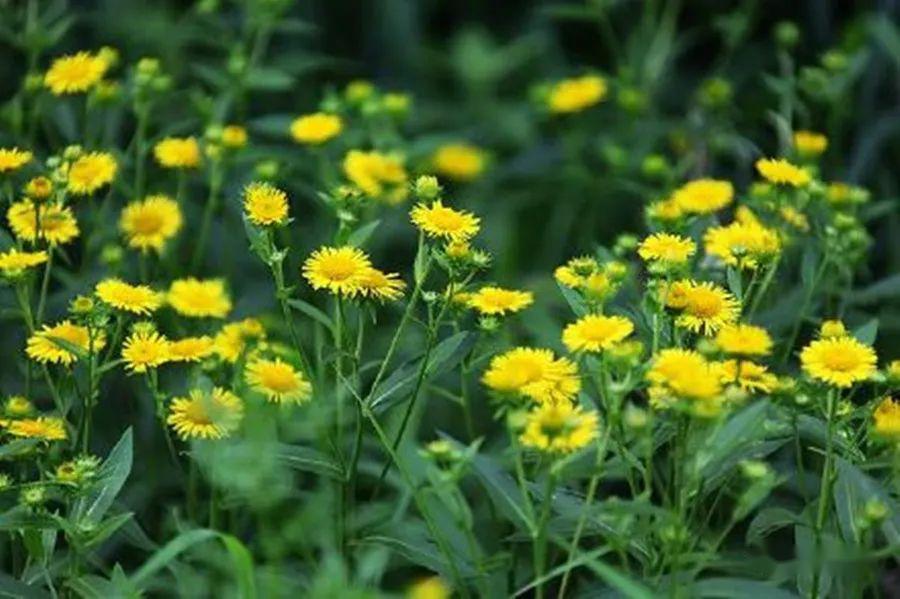 【蒙甲兴】野草野花赞