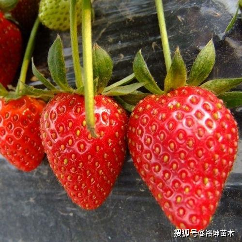 草莓苗的描写