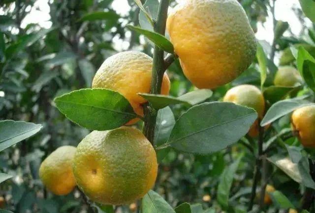 柑橘黄龙病的田间识别及阻截防控