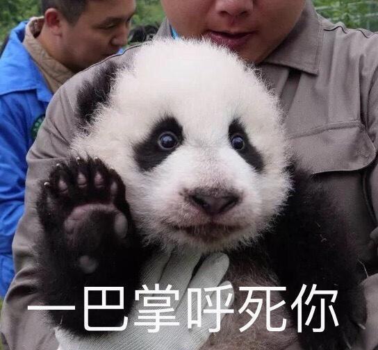 猪妹是哪只熊猫的孩子 c52421cbc58141a6b27ea632f4d0f6b1.jpeg
