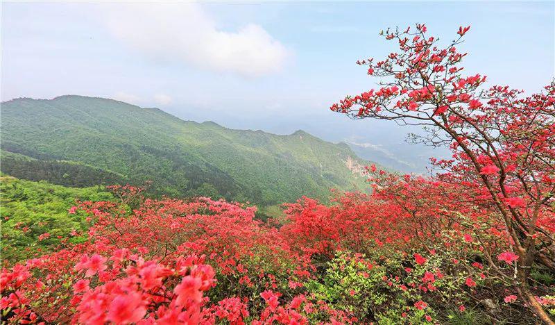 摸云山映山红:大别山最后一抹春色