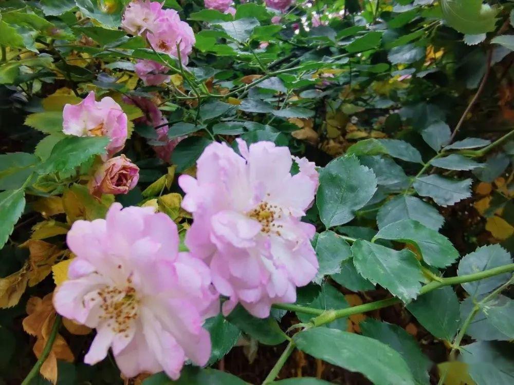 蔷薇花几月份扦插好 cb9e1868ca044e8886fee431ca243ac2.jpeg