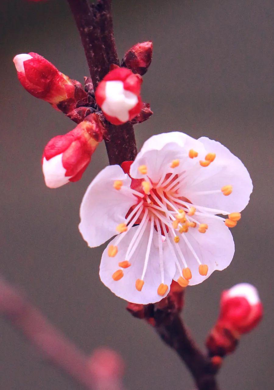 唐诗里的杏花,红花初绽雪花繁,重叠高低满小园